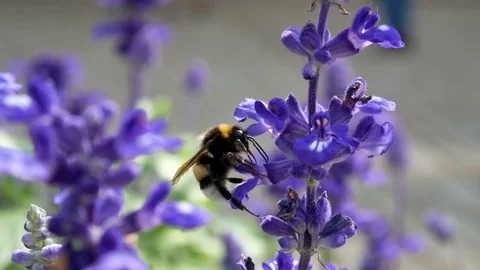 Flower blue street city Stock Footage