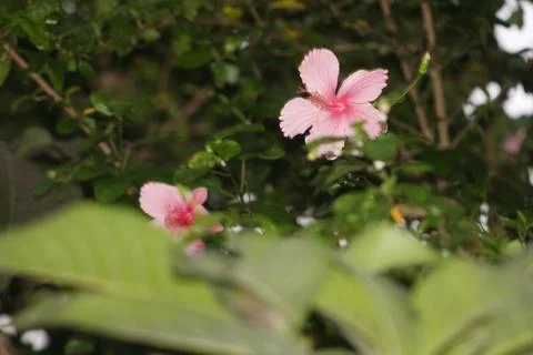 Flower with Blur Background Stock Photos