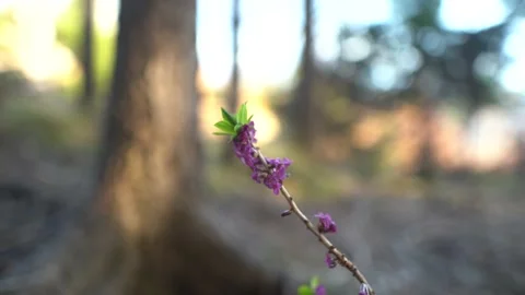 Flower with blured background Stock-Footage 152869694