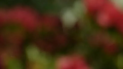 Flower blurred background Stock Footage 10877860