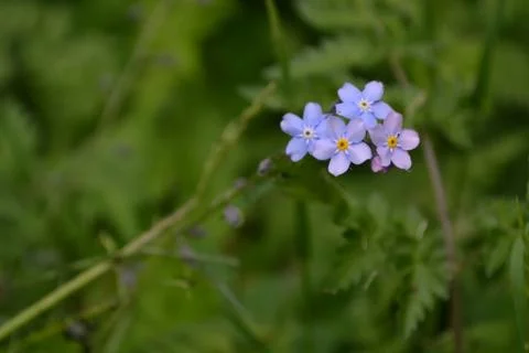 Flower with blurred background 写真素材