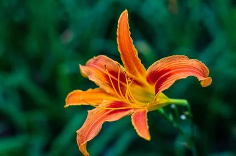 Flower in blurred background Stock Photos