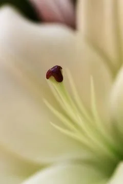 Flower blurred Stock Photos