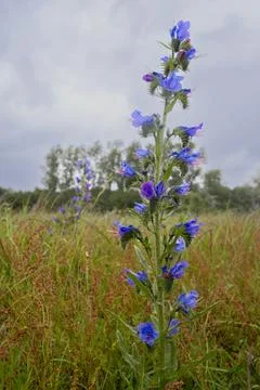 Flower with a blurry background Stock Photos