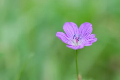 Flower on blurry grass background Stock Photos