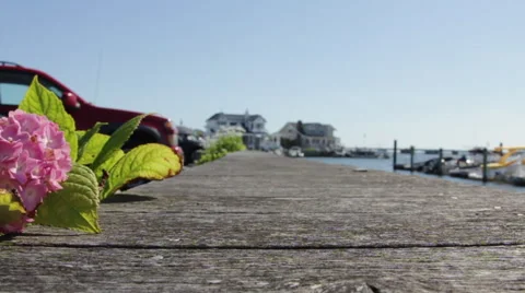 Flower On A Boat Dock Stock Footage 60094459