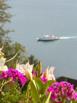 Flower with boat Stock Photos