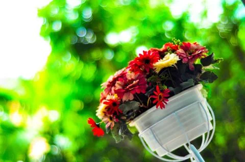 Flower bokeh Stock Photos