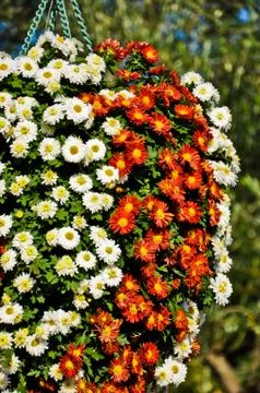 Flower bokeh Stock Photos