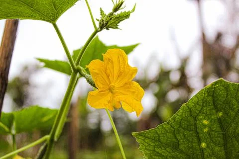Flower bonteng Foto stock
