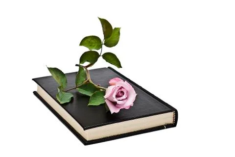 Flower on the book. Stock Photos