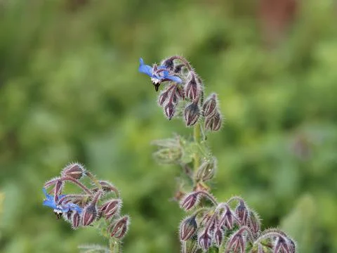 Flower of borago Stock Photos