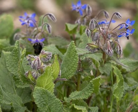 Flower of borago Stock Photos