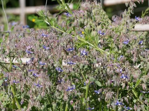 Flower of borago Stock Photos