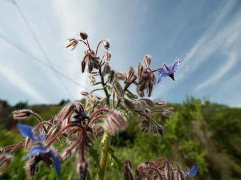 Flower of borago Stock Photos