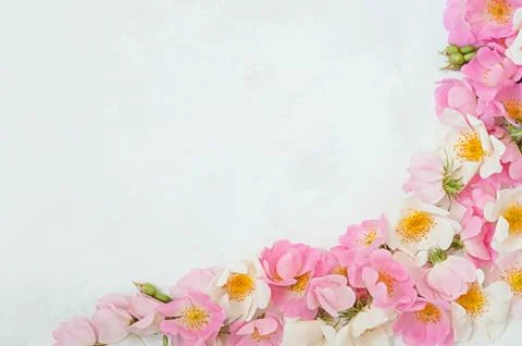 Flower border frame made of pink roses bouquet on a white background. The Stock Photos