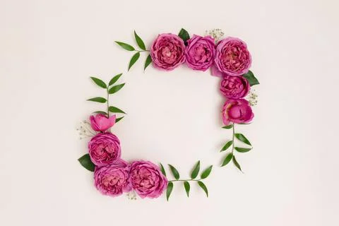 Flower border frame made of rose on a beige background. Stock Photos