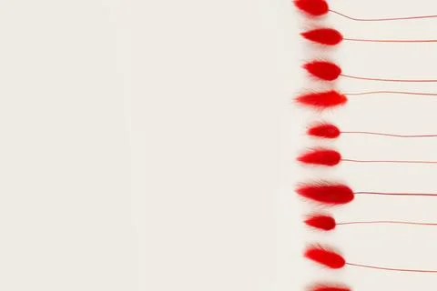 Flower border or frame of red herbs Lagurus on ivory background. Top view 스톡 사진