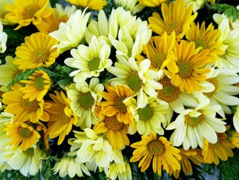 Flower bouquet Stock Photos