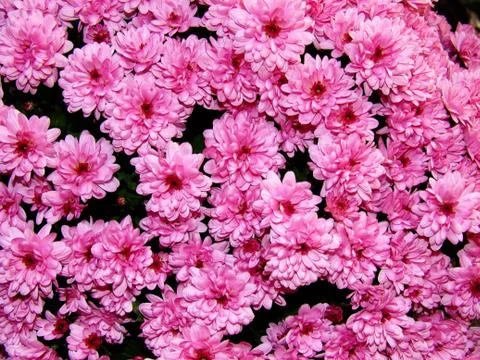 Flower Bouquets Stock Photos