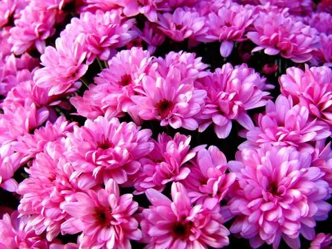 Flower Bouquets Stock Photos