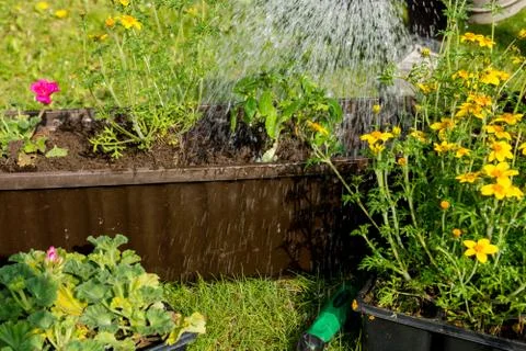 Flower box Stock Photos