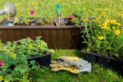 Flower box Foto stock