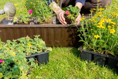 Flower box Stock Photos