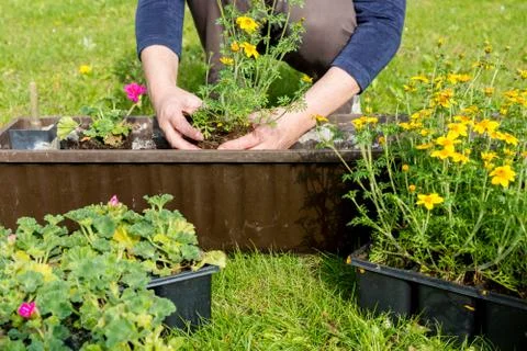 Flower box Stock Photos