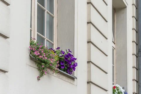 Flower box on window. Stock Photos