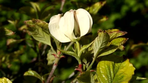 Flower bract of a cornus Florida Rainbow Tree Vidéo 154511489