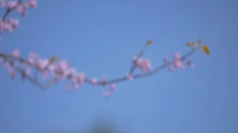 Flower branch in Central Park Stock Footage 114246727