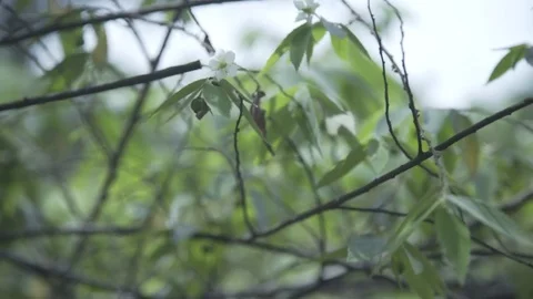 Flower on a branch Stock Footage 83784989