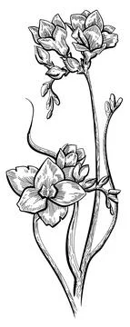 Flower with branch Stock Illustration