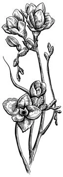 Flower with branch 스톡 일러스트