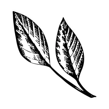 Flower branch with leaves vector linear illustration. Black and white graphic Stock Illustration