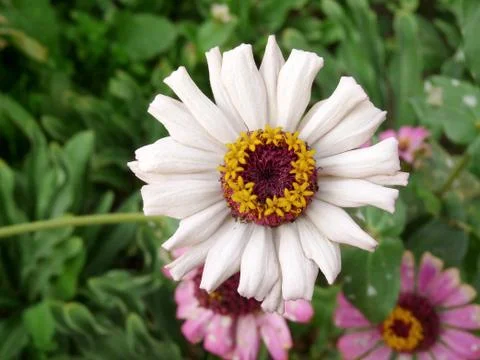 Flower branch 스톡 사진