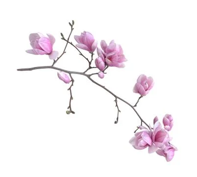 Flower branch Stock Photos