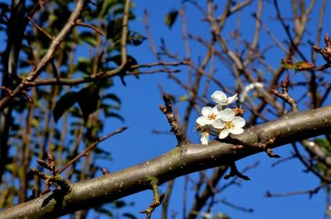 Flower on a branch Stock Photos