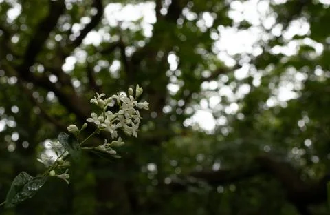 Flower with a branched out tree backdrop Stock Photos