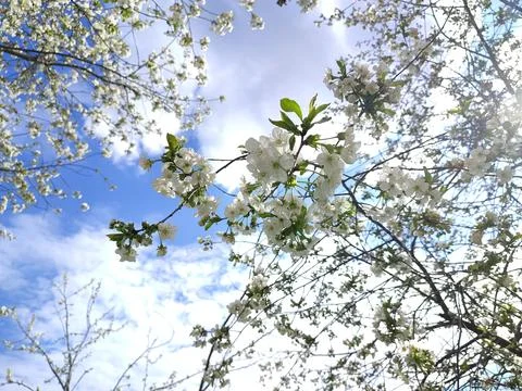 Flower branches Stock Photos