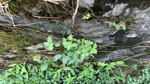 Flower breaks through an old brick path Stock Photos