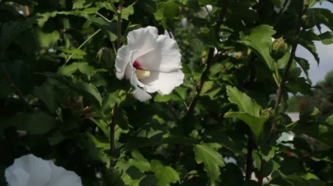 Flower in a breeze 動画素材 8506312