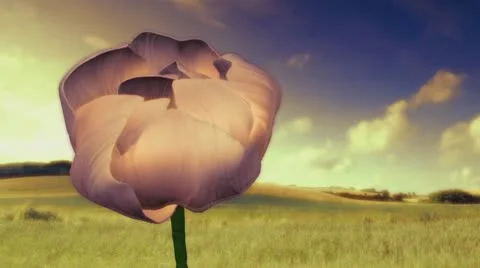 Flower in the Breeze Stock Footage 10845315