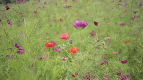 Flower in the breeze Stock Footage 52592381