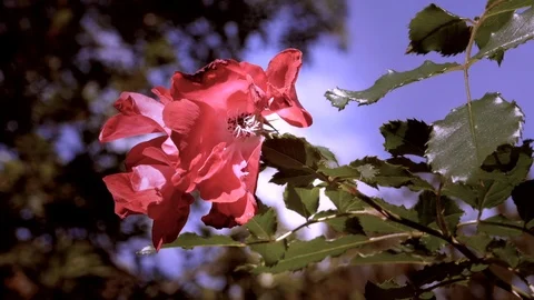 Flower in Breeze 動画素材 102062480