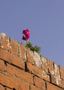 Flower on a brick wall Stock Photos