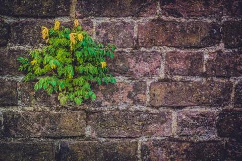 Flower on a brickwall Stock Photos