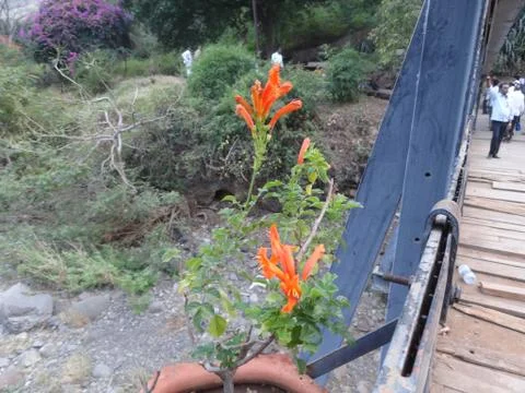 Flower on bridge Stock Photos