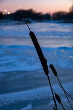 Flower of broadleaf cattail Stock Photos
